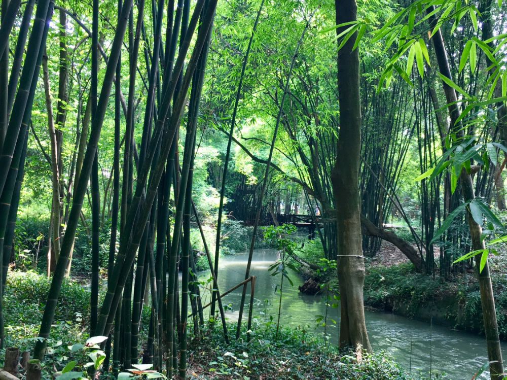 成都隐藏一处生态之地竹林深深有230年历史距离市区仅25公里