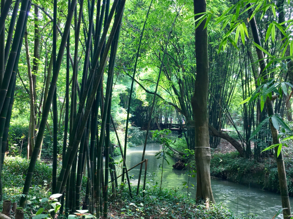 成都隐藏一处生态之地,竹林深深有230年历史,距离市区