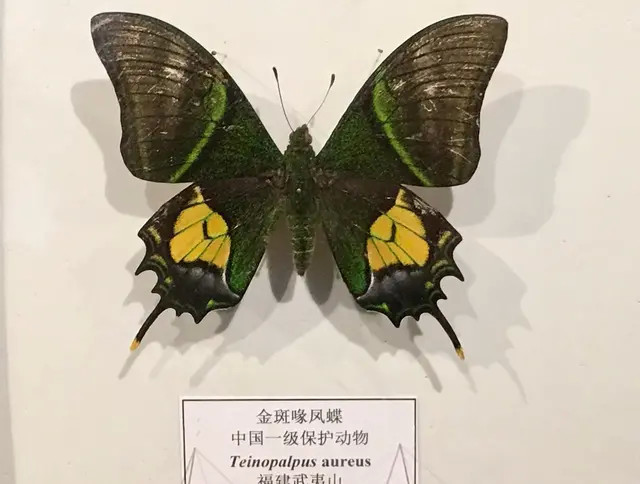 中国最珍贵的五种小虫子,国家唯一一级保护的蝴蝶