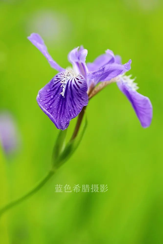 18张紫色梦幻的鸢尾花,大光圈拍摄画面更加唯美,你认同么?