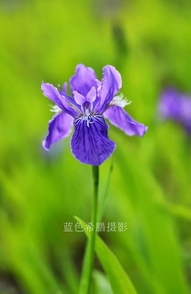 18张紫色梦幻的鸢尾花,大光圈拍摄画面更加唯美,你认同么?