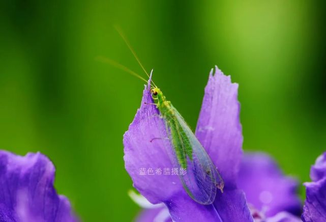 18张紫色梦幻的鸢尾花,大光圈拍摄画面更加唯美,你认同么?