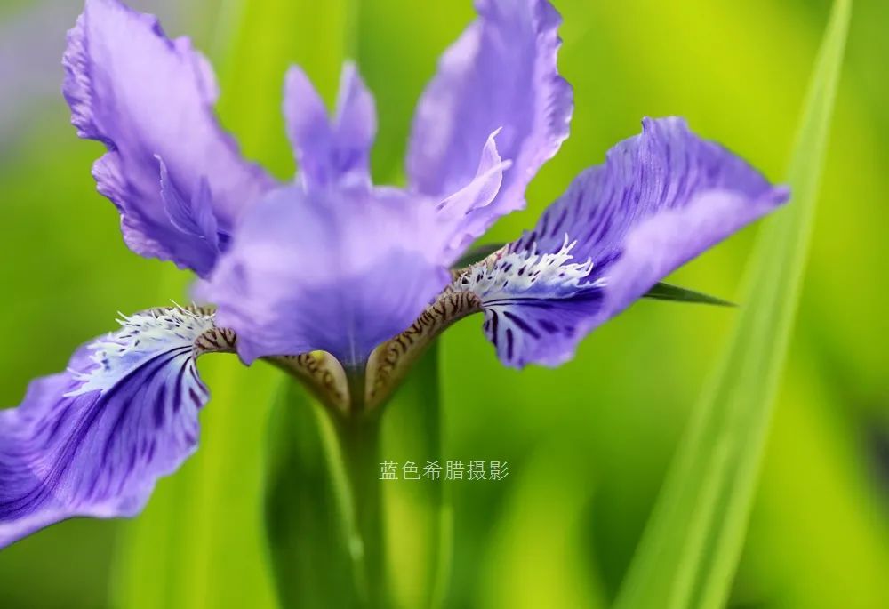 18张紫色梦幻的鸢尾花,大光圈拍摄画面更加唯美,你认同么?