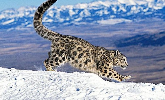 雪67豹67奔跑在高海拔的雪山精灵
