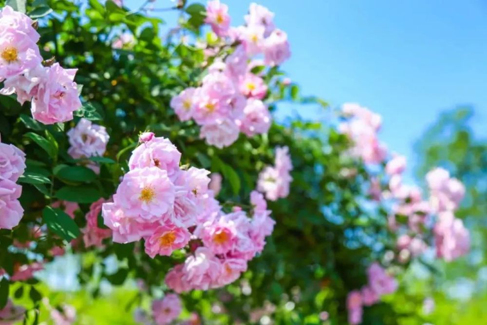 映像青白江丨四月芳菲时,蔷薇花海,美得令人心醉!