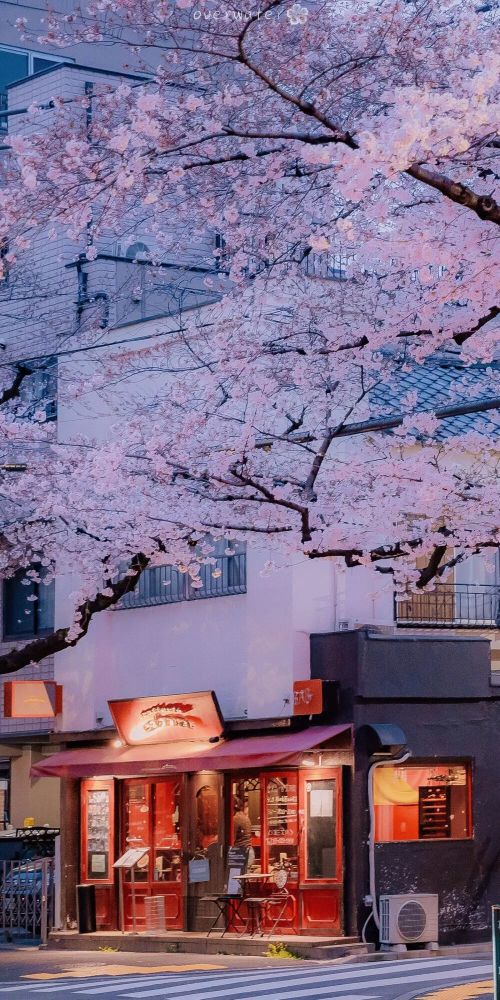 治愈系 | 粉色樱花壁纸 | 日系街道手机壁纸