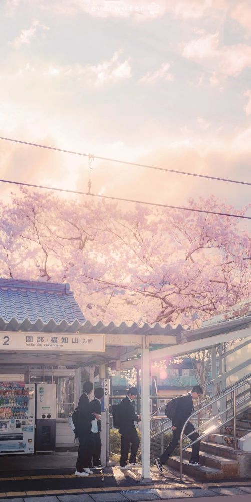 治愈系 | 粉色樱花壁纸 | 日系街道手机壁纸