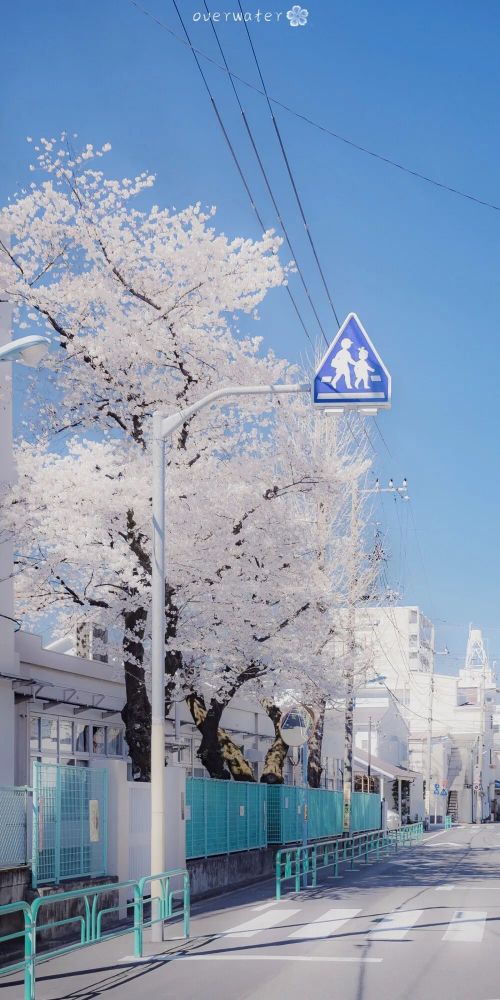 治愈系 | 粉色樱花壁纸 | 日系街道手机壁纸