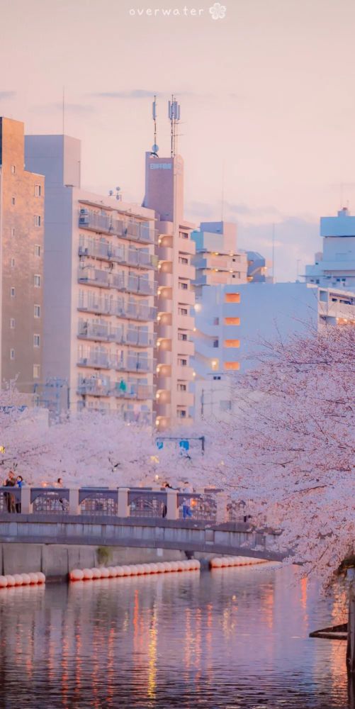 治愈系 | 粉色樱花壁纸 | 日系街道手机壁纸