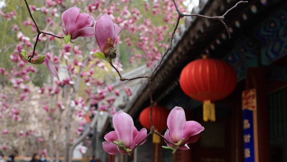 北京玉兰花观赏地点有哪些趁着最后一场花期这3处景点等你去