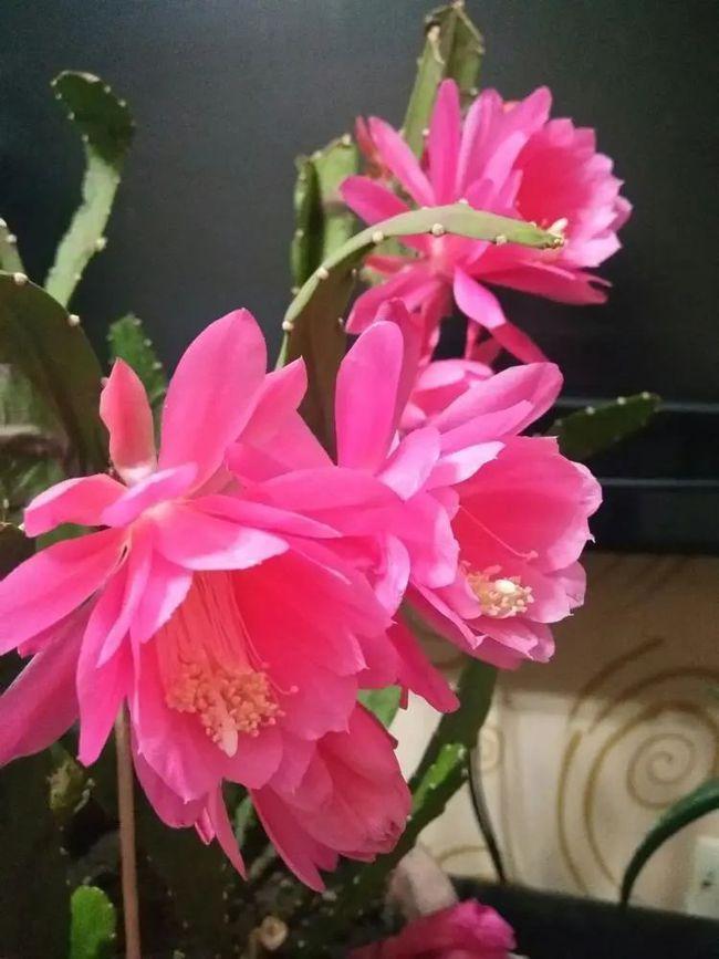 令箭荷花开花非常漂亮,养护令箭荷花需要注意什么?