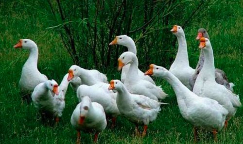 丹东村民放养的鸭,鹅接连中毒死亡,原来是有人