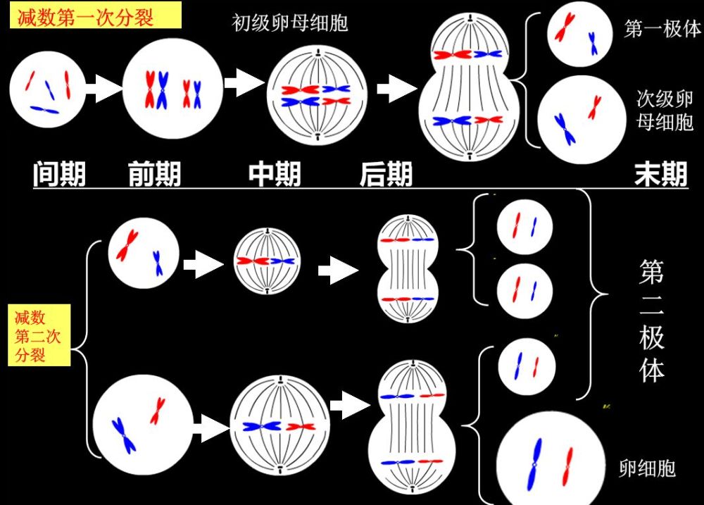 在形成生殖细胞时,染色体数目要减半,这也被称为减数分裂.