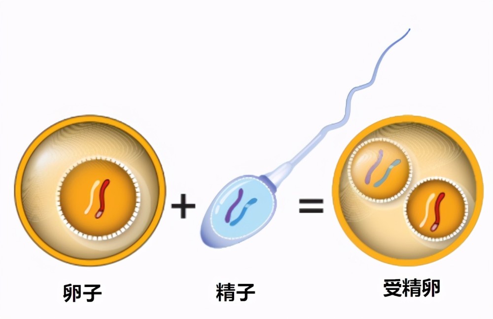 因为马和驴是不同的物种,以马骡为例,马提供卵子,驴提供精子,精卵结合