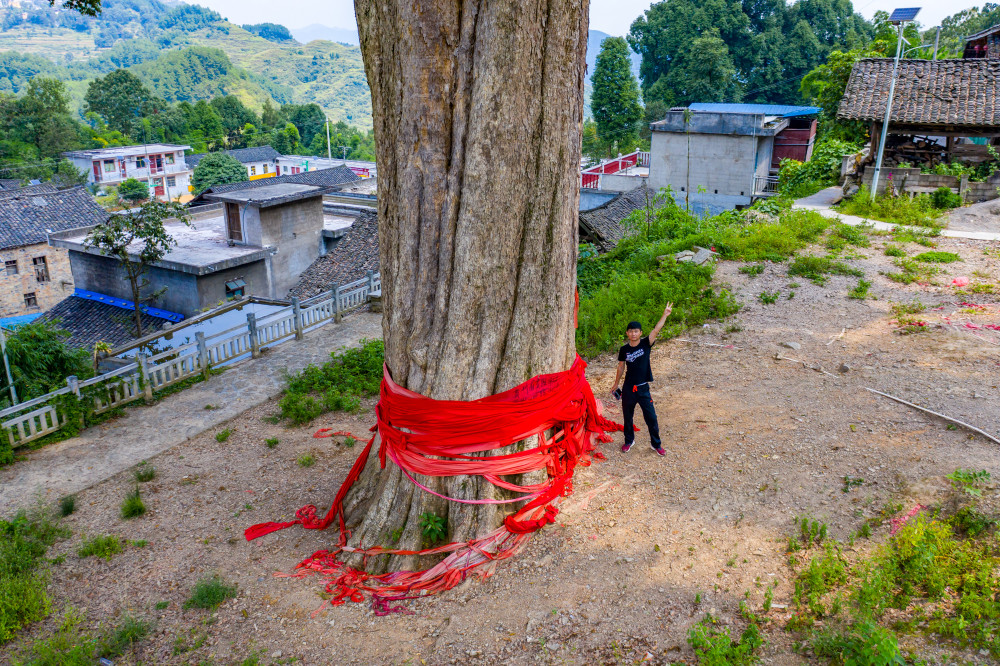 在贵州思南县青杠坡镇的一个山村里,有一棵巨大的金丝楠木,据村里人