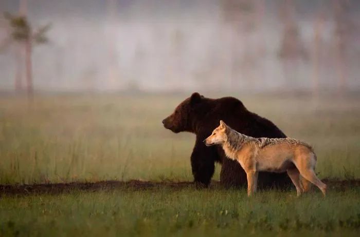 或土狼一起狩猎) ,但是其他一些亲密的跨物种友谊是因人类才出现的