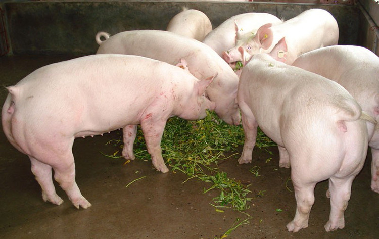 猪场给猪喂食青饲料具有哪些营养特点?