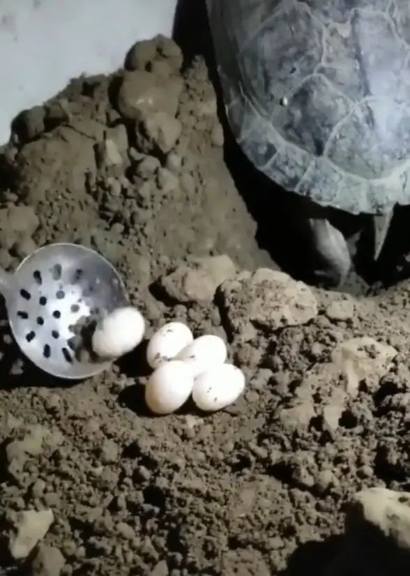 乌龟挖坑生下蛋,主人拿勺子接走,乌龟转身气得蹬腿