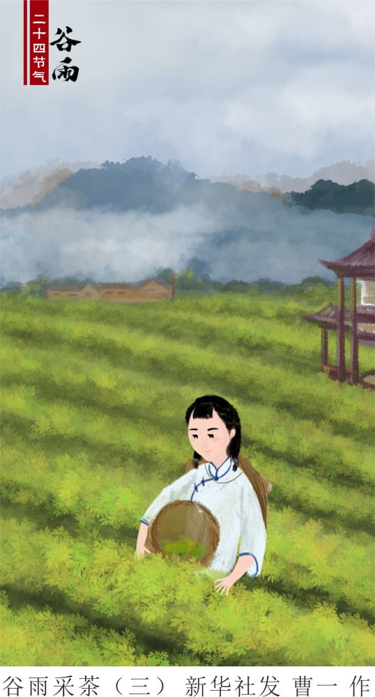 (图表·漫画)【二十四节气·谷雨】谷雨采茶(三)