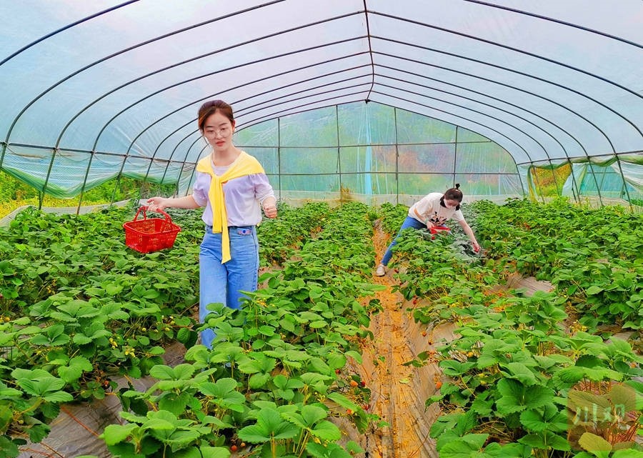 江油:大棚草莓甜 采摘"热"助农增收