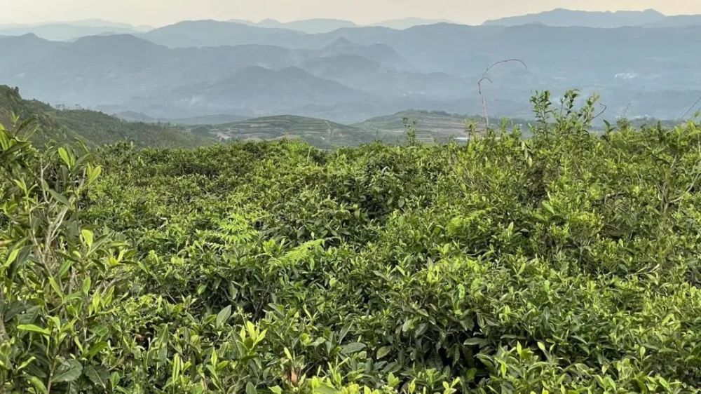 老班章,冰岛,昔归……盘点当下最火的十大普洱古树茶