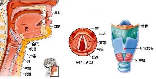 好课来了丨扁桃体炎和咽喉炎傻傻分不清楚?是时候捋一