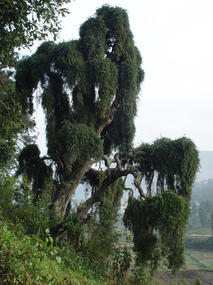 从华宁家乡的珍稀植物"蓑衣龙树"可窥见云南的生物多样性