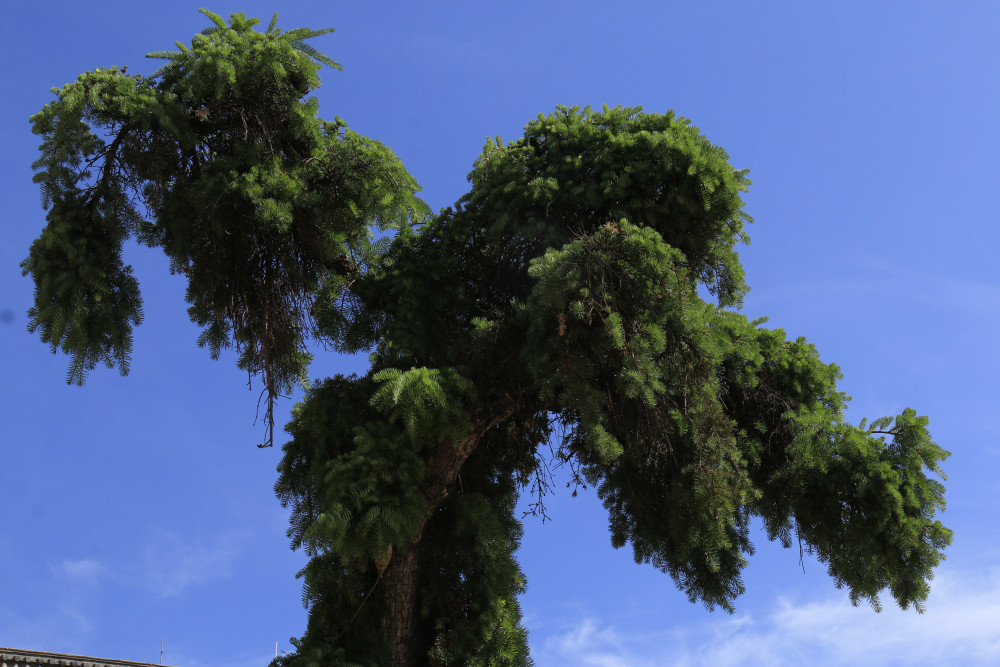 从华宁家乡的珍稀植物"蓑衣龙树"可窥见云南的生物多样性