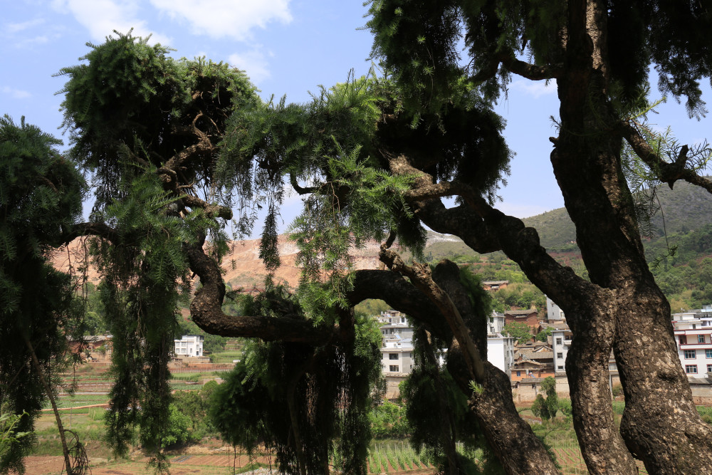 从华宁家乡的珍稀植物"蓑衣龙树"可窥见云南的生物多样性