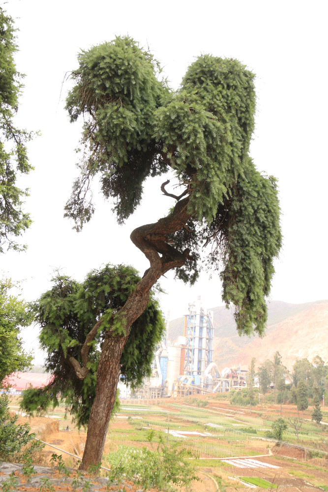 从华宁家乡的珍稀植物"蓑衣龙树"可窥见云南的生物多样性