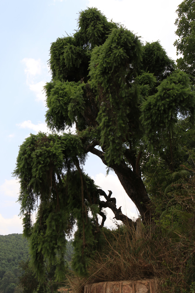 从华宁家乡的珍稀植物"蓑衣龙树"可窥见云南的生物多样性