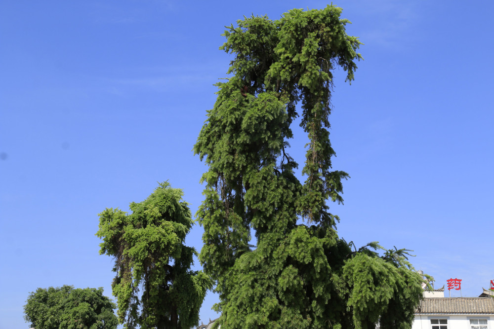 从华宁家乡的珍稀植物"蓑衣龙树"可窥见云南的生物多样性