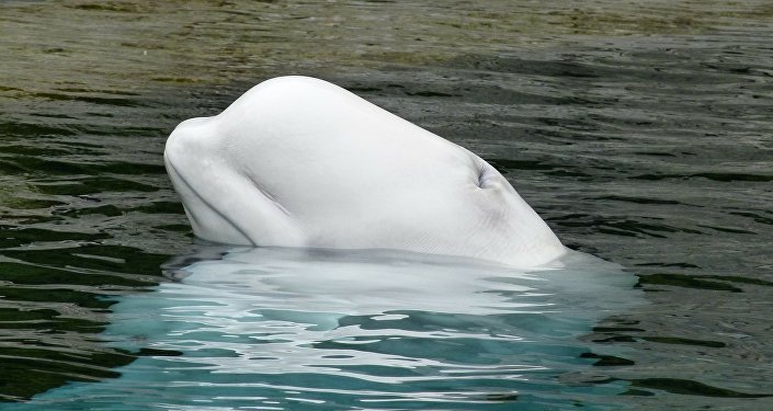 近20只白鲸在俄楚科奇国家公园海湾被困冰中