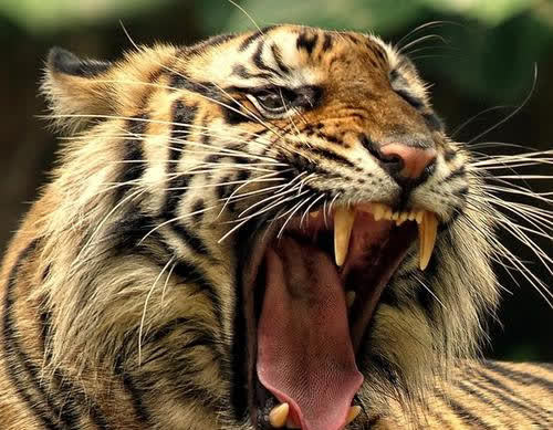 古代传说猛兽"彪"是什么动物?专猎捕老虎,我国现仅存3