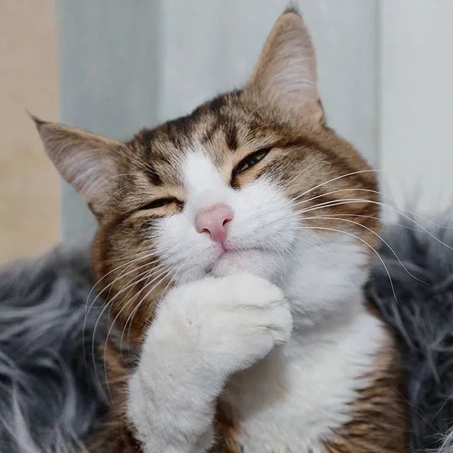 ▼这年头,谁不是人手一组"猫猫"表情包.