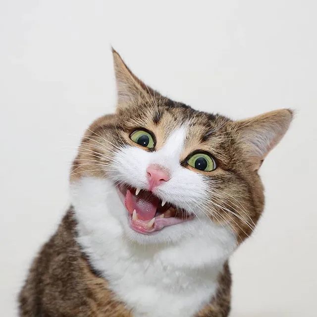 "震惊猫猫脸"笑翻全网,主人:别笑了!它很痛苦