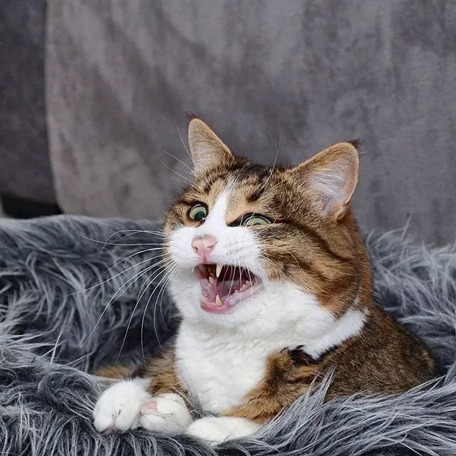 "震惊猫猫脸"笑翻全网,主人:别笑了!它很痛苦
