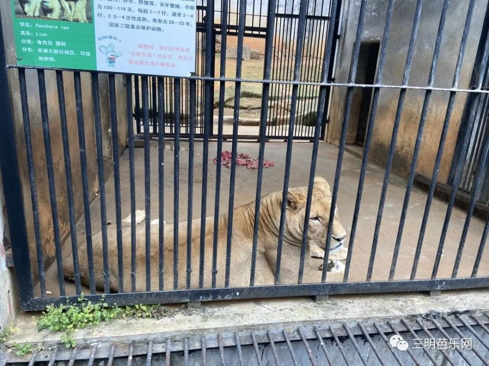 虎纹熊笼子怎么搭_鹦鹉笼子怎么布置图片