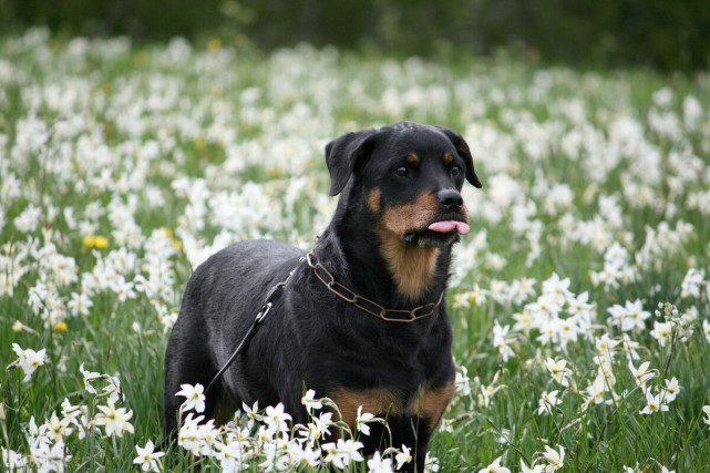 寻根问祖系列9罗威纳犬rottweiler