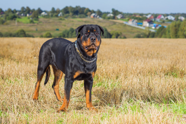 寻根问祖系列(9:罗威纳犬(rottweiler|rottweiler|犬种|罗威纳犬