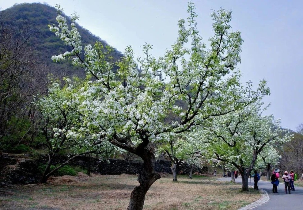 门头沟东山贡梨园 满园梨花芳菲无数 美图带您走进梨花开放的春天