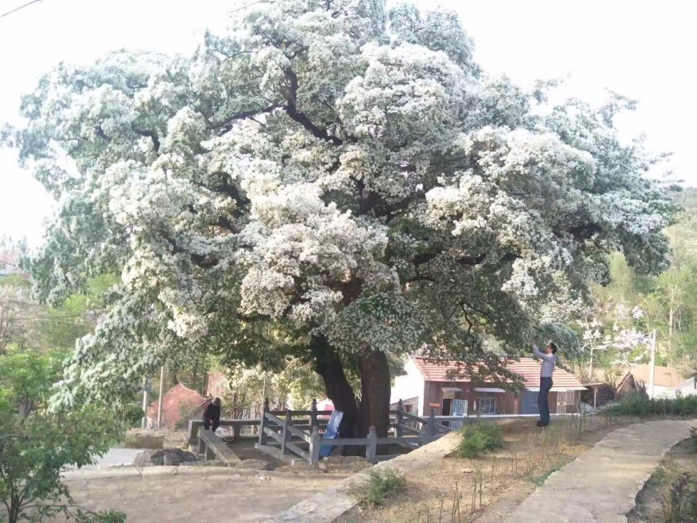 淄博这些流苏花开,满树白花如霜似雪