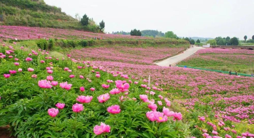网友@张网网:"梨花沟新开发的芍药花田,很大片,现在开的正好,没有