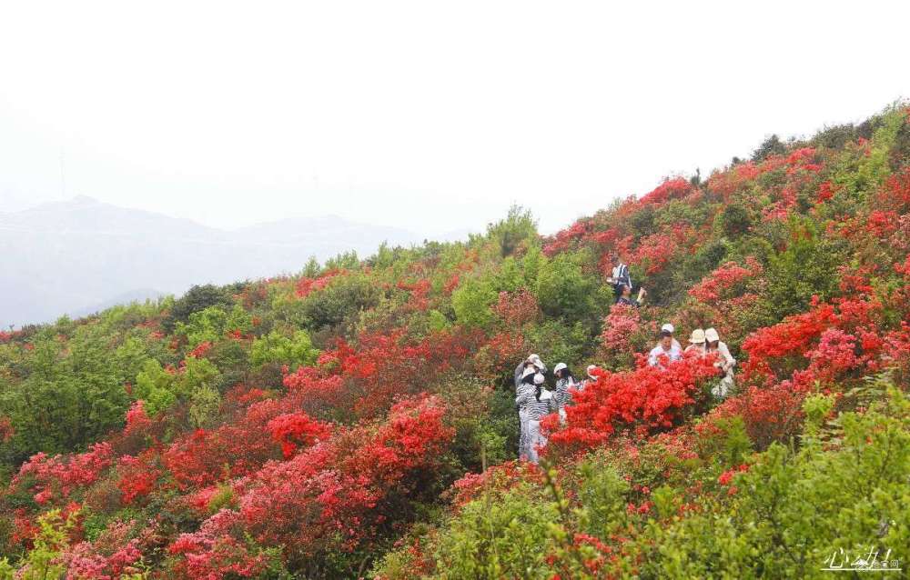 人间四月天,我在丰城升华山看杜鹃