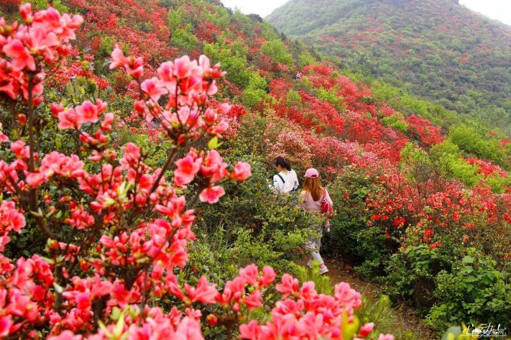 人间四月天,我在丰城升华山看杜鹃