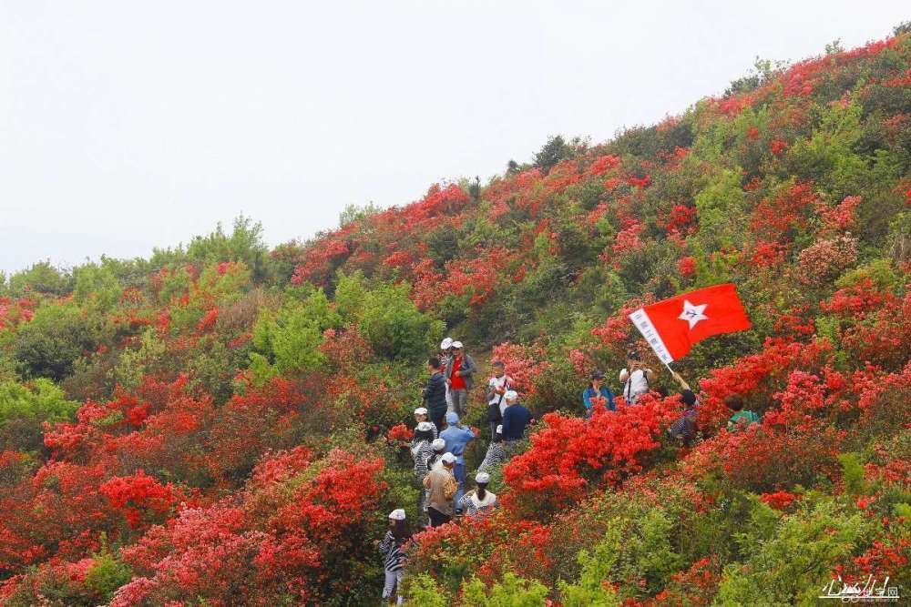 人间四月天,我在丰城升华山看杜鹃