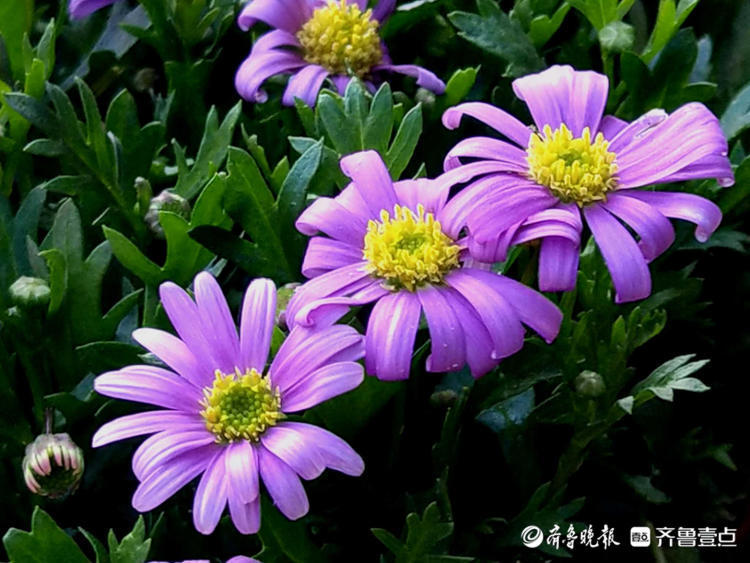美丽的鲜花齐开放简谱_美丽鲜花再开放简谱