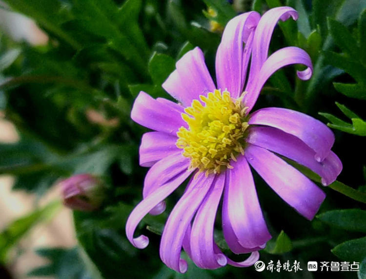 美丽的鲜花齐开放简谱_美丽鲜花再开放简谱
