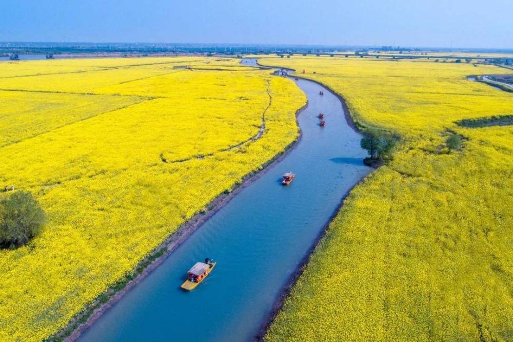 高邮湖上花海