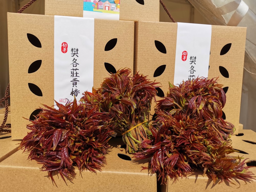 一箸入口,三春不忘,去平谷峪口香椿节尝一口春天